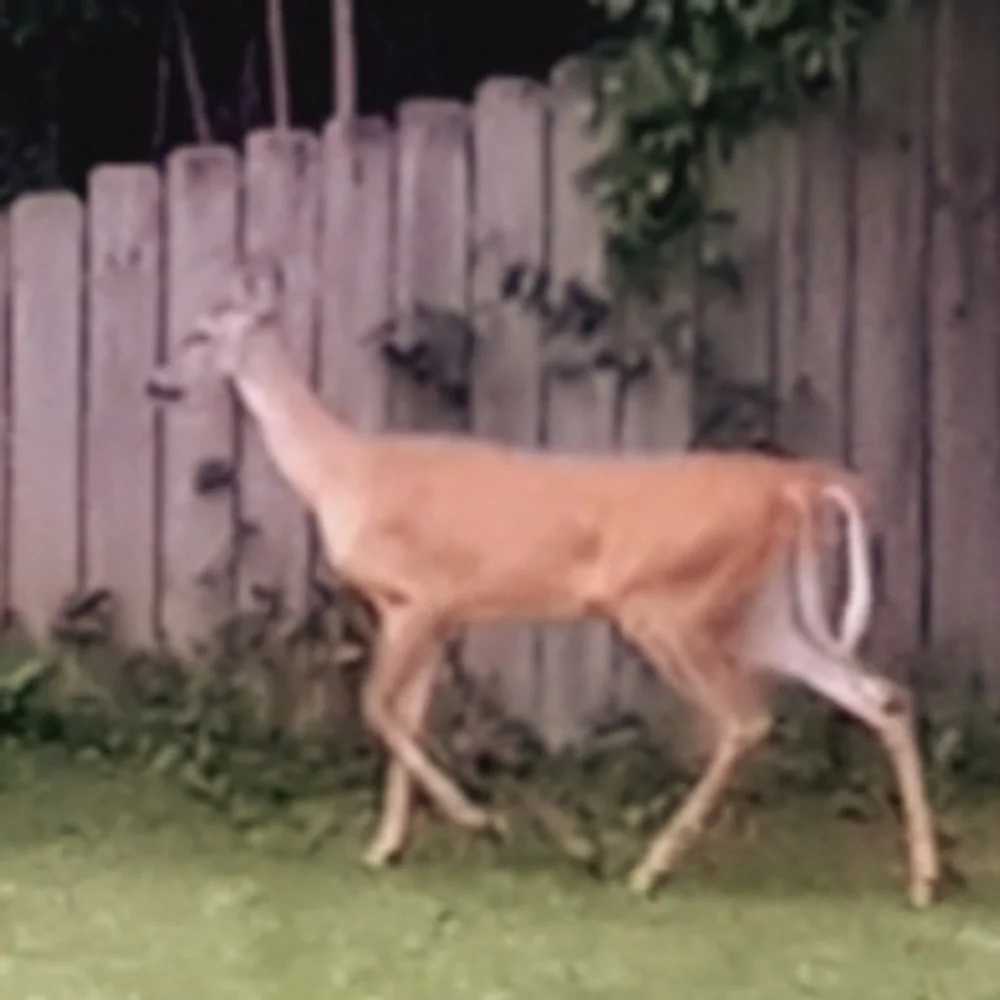Deer - Picture 1 of 1